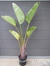 Strelitzia nicolai - Weiße Paradiesvogelblume - Pflanze 150-170cm