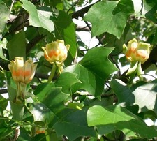 Super blumen samen - super,