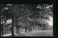 Ansichtskarte Bad Kreischa, die alten Eichen am Ortseingang 