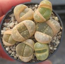 7x Lithops otzeniana Mesembs