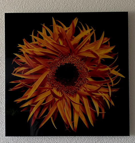 Blossom von heiko - von, hellwig