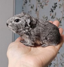 Meerschweinchen Agouti Baby