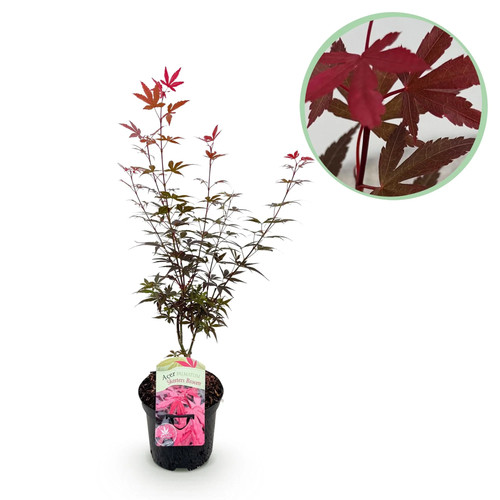Japanischer ahorn acer - japanischer,