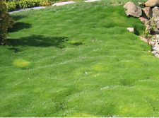 1500 Samen Irisches Moos