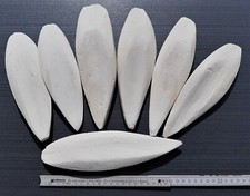 Auswahl Sepiaschalen XL / ca