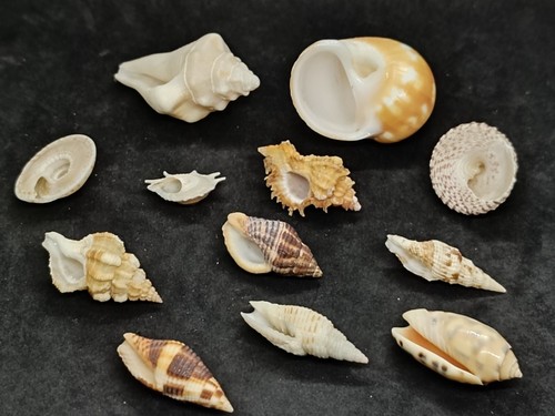 Lot muscheln sammlung - 12,