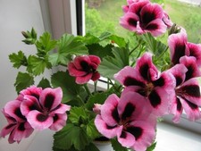 AT 2853XZ Pelargonium Que Fair