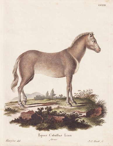 Hauspferd pferd horse - hauspferd,