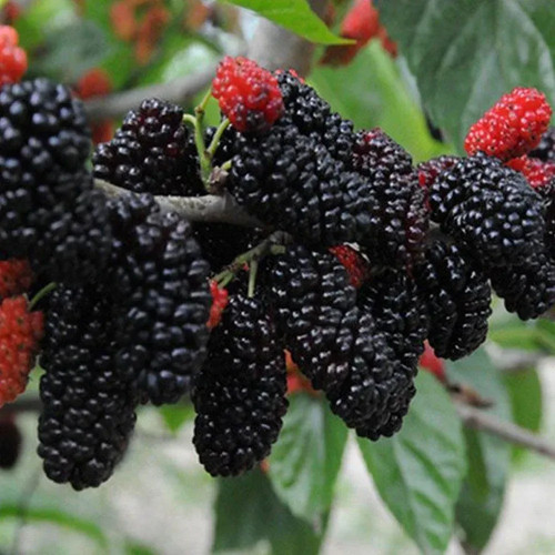 Maulbeerbaum rot morus nigra - ,