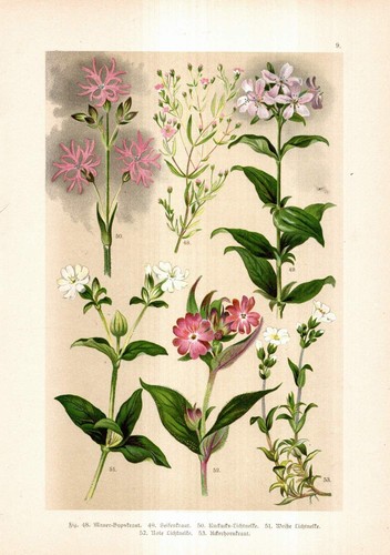 1896 nelkengewächse gipskraut - 1896,
