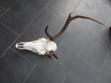 Hirschgeweih abnorm selten