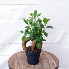 LIVE 4 inch pot Ficus Bonsai