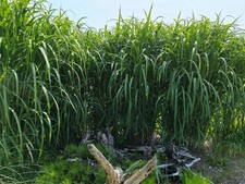 Elefantengras Miscanthus