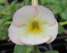 Achimenes 'Amie Saliba' - 3