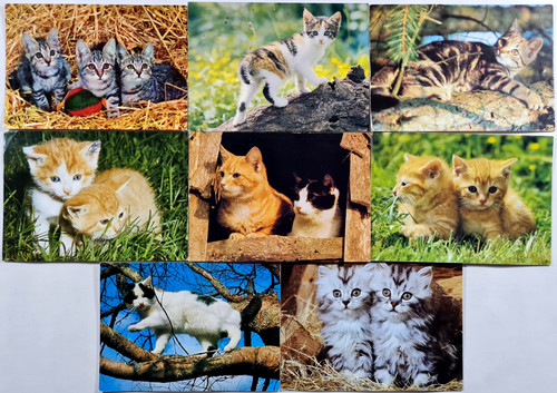 Katze tierpostkarten ak - katze, 8