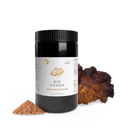 Pilze wohlrab chaga - wohlrab, |