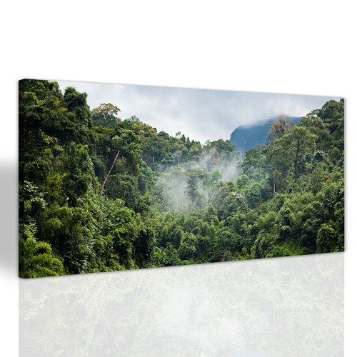 Regenwald landschaft baum - regenwald,