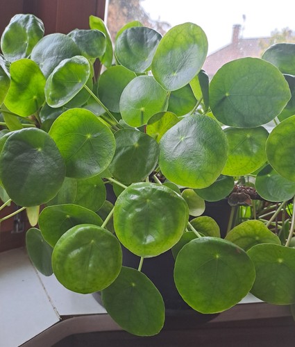 Echte pilea chinesischer - echte,