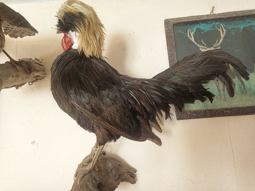 Holländisches haubenhuhn - holländisches, |