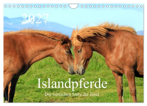 Islandpferde die tierischen - die,