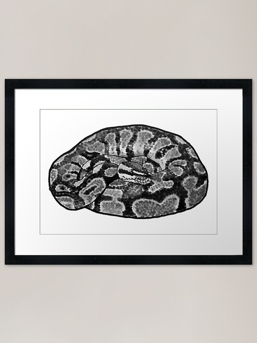 Afrikanische kugel python - kugel,