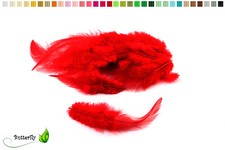 Hahnenkreuz Federn Hahn Natur