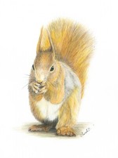 Rotes Eichhörnchen Tierwelt