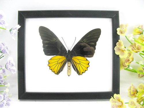 Golden birdwing male - birdwing, echter