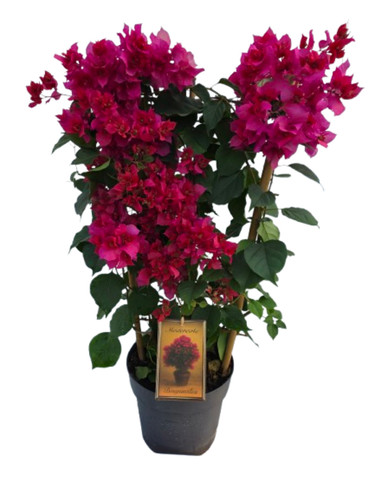 Bougainvillea pflanze - pflanze, am
