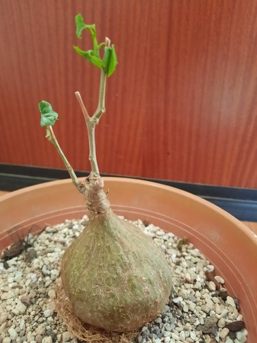 Gerrardanthus macrorrhizus