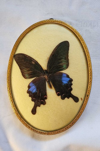Exotischer schmetterling - exotischer,