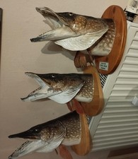 ++ Tier Präparat Hecht – 3x