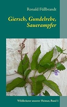 Giersch gundelrebe - giersch,,