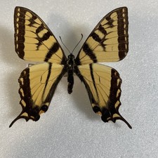 Entomologie*Papilio Glaucus