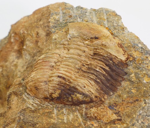 Trilobit morocops - trilobit,,