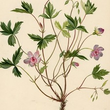 Storchschnäbel Geranie