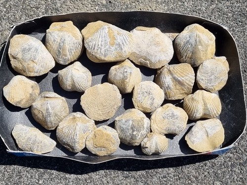 Konvolut fossilien - konvolut,