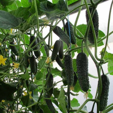 Gurken Direktor F1 Samen