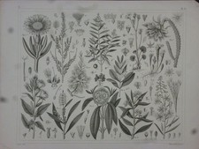 Orig. Stahlstich: Pflanzen -