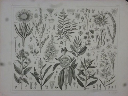 Orig stahlstich pflanzen - stahlstich:,