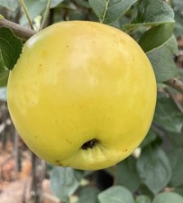 Apfel  Limonka