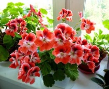 ZR 2852TQ Pelargonium Muskaty Geranie Geranien bicolor Samen Stück 5