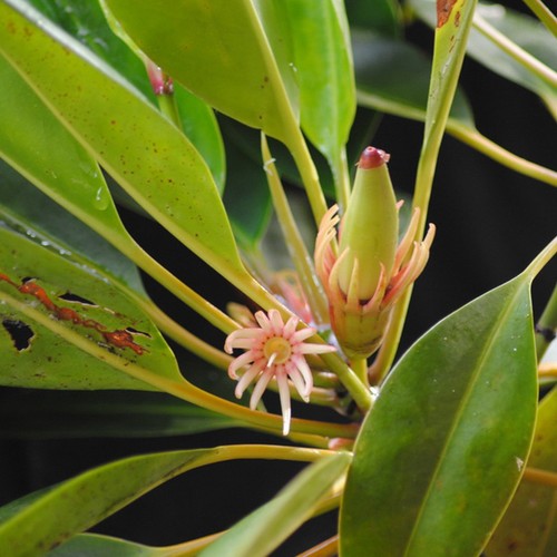 Upriver orange mangrove