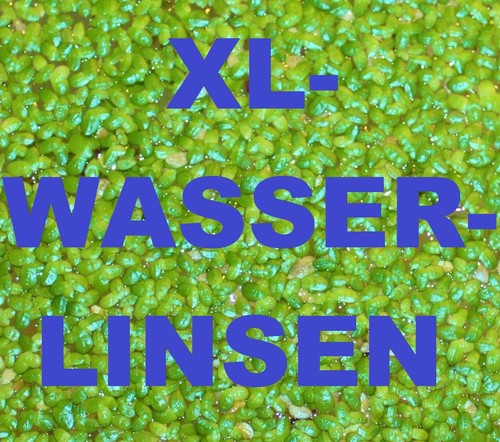 Grosse wasserlinsen - *grosse, wasserlinsen*