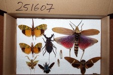 Insekten 9 diverse Arten Heuschrecken,Zikaden, Mantis etc.