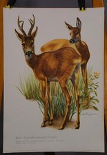 Poster Plakat Wandkarte Landhausstil Rehe Lehrtafel