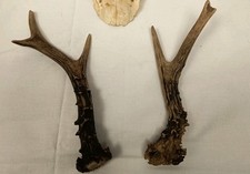 Paar Hirschstangen -