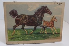 Alte Schulwandtafel Lehrtafel Pferd Pony Fohlen auf der Wiese Eisenschink
