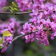 Judasbäume 2L - Sehr