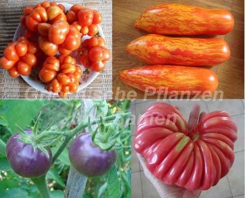 Tomaten alte historische - 🔥,